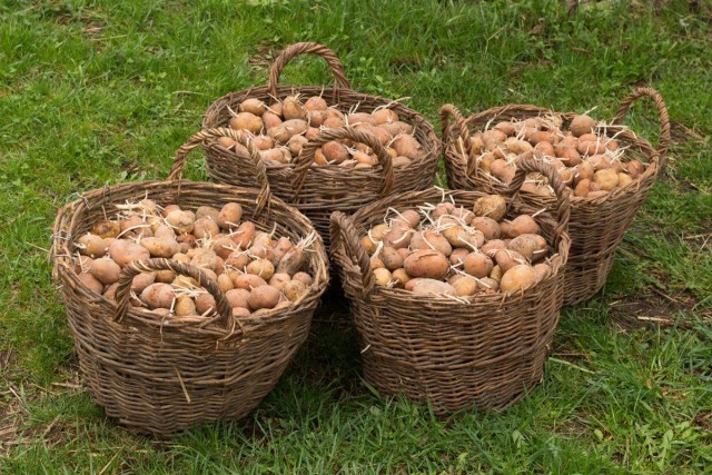 Проращивание картофеля перед посадкой Проращивание картофеля перед посадкой