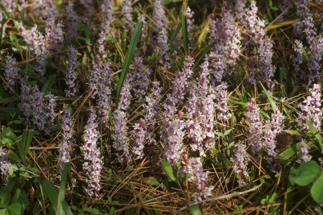 Рейнекия (Reineckea carnea) в естественных условиях обитания Рейнекия (Reineckea carnea) в естественных условиях обитания