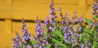 Шалфей лекарственный – трава благополучия и здоровья - Пряные травы и зелень Шалфей лекарственный (Salvia officinalis)