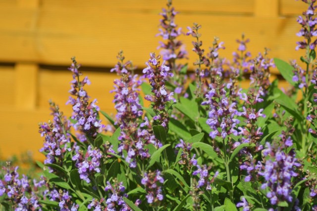 Шалфей лекарственный (Salvia officinalis) Шалфей лекарственный (Salvia officinalis)
