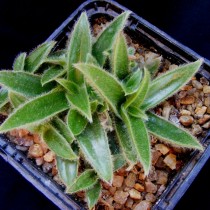Цианотис сомалийский (Cyanotis somaliensis) Цианотис сомалийский (Cyanotis somaliensis)