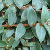 Цианотис бедоми (Cyanotis beddomei) Цианотис бедоми (Cyanotis beddomei)