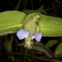 Цианотис вага (Cyanotis vaga) Цианотис вага (Cyanotis vaga)