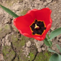 Среднецветущий тюльпан из гибридов Дарвина «London»