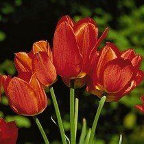 Поздний немахровый тюльпан «Orange Bouquet» Поздний немахровый тюльпан «Orange Bouquet»