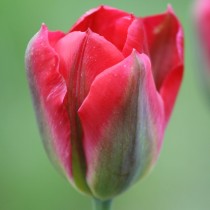 Поздний зеленоцветковый тюльпан «Red Springgreen» Поздний зеленоцветковый тюльпан «Red Springgreen»
