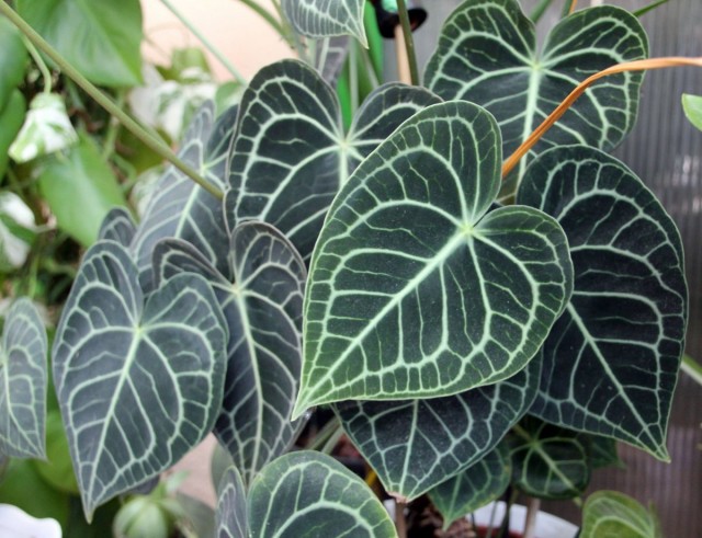 Антуриум хрустальный (Anthurium crystallinum) Антуриум хрустальный (Anthurium crystallinum)