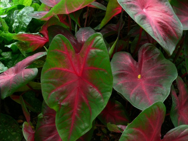 Каладиум двухцветный (Caladium bicolor) Каладиум двухцветный (Caladium bicolor)