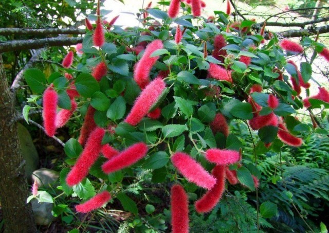 Акалифа испанская (Acalypha chamaedrifolia) Акалифа испанская (Acalypha chamaedrifolia)