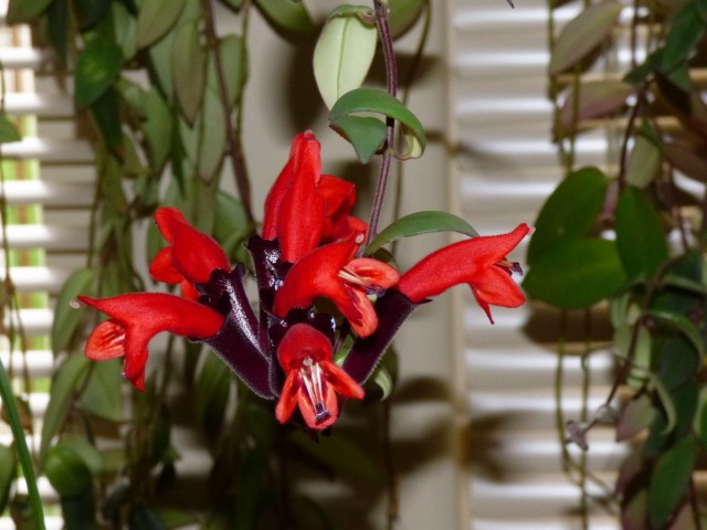 Эсхинантус (Aeschynanthus) Эсхинантус (Aeschynanthus)