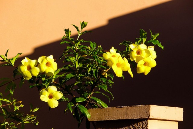 Алламанда слабительная (Allamanda cathartica) Алламанда слабительная (Allamanda cathartica)