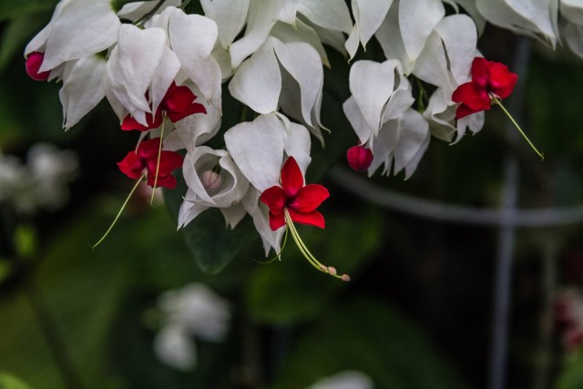 Клеродендрон (Clerodendrum thomsoniae) Клеродендрон (Clerodendrum thomsoniae)