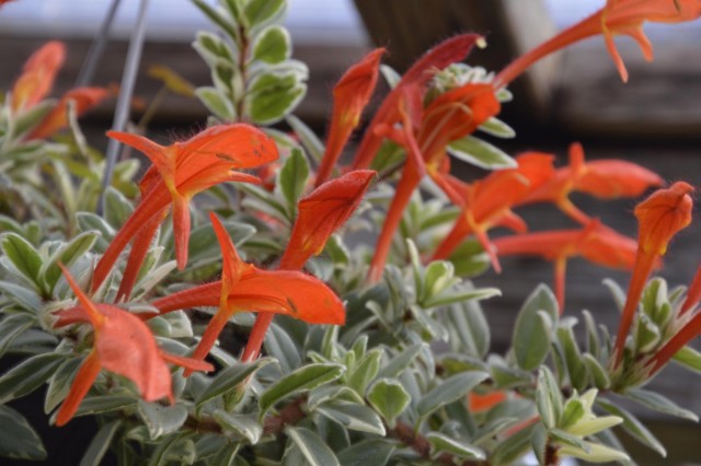 Колумнея (Columnea) Колумнея (Columnea)