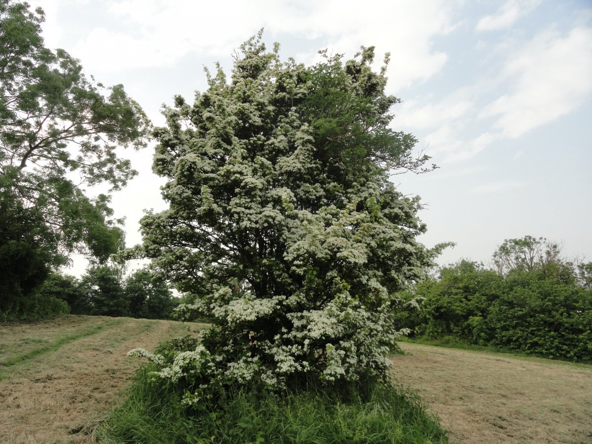 DSC08006