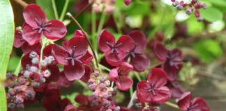 Акебия пятерная (Akebia quinata)