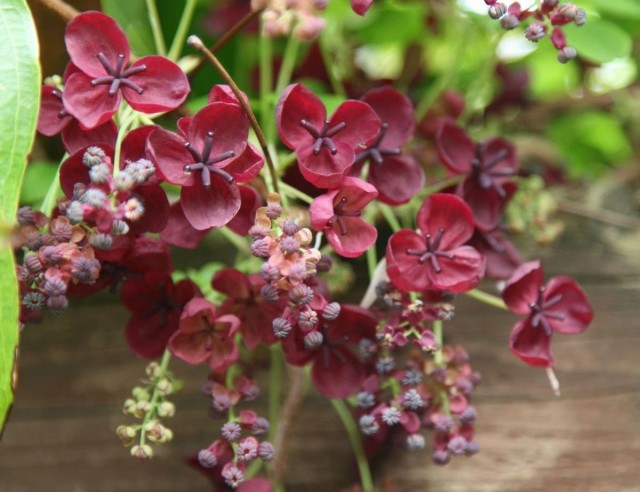 Акебия пятерная (Akebia quinata) Акебия пятерная (Akebia quinata)
