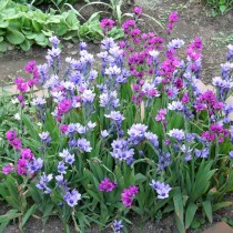 Бабиана прямая (Babiana stricta) Бабиана прямая (Babiana stricta)