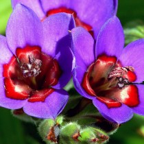 Бабиана красно-синяя (Babiana rubrocyanea) Бабиана красно-синяя (Babiana rubrocyanea)