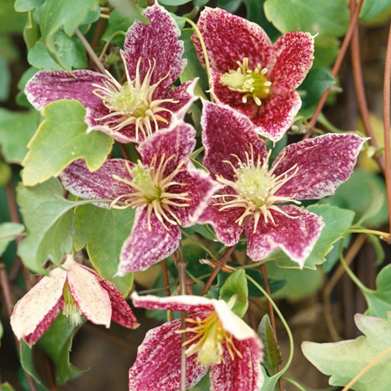 clematis-freckles