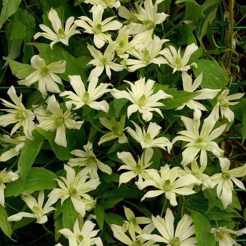 clematis-nunns-gift