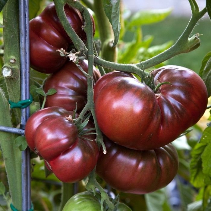 Томат «Черный крымский» (Black Krim)