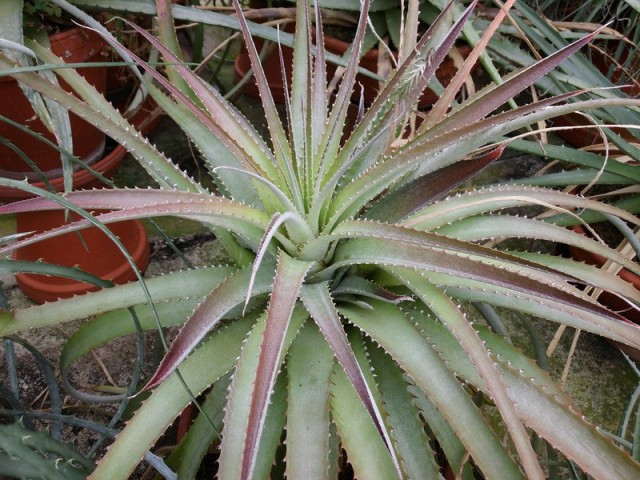 Гехтия гватемальская (Hechtia guatemalensis) Гехтия гватемальская (Hechtia guatemalensis)