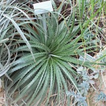 Гехтия техасская (Hechtia texensis) Гехтия техасская (Hechtia texensis)