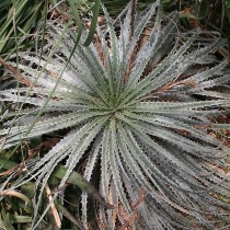 Гехтия серебристая (Hechtia argentea) Гехтия серебристая (Hechtia argentea)
