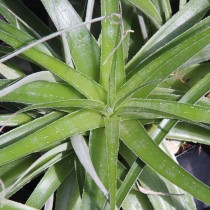 Гехтия тилландсиевидная (Hechtia tillandsioides) Гехтия тилландсиевидная (Hechtia tillandsioides)