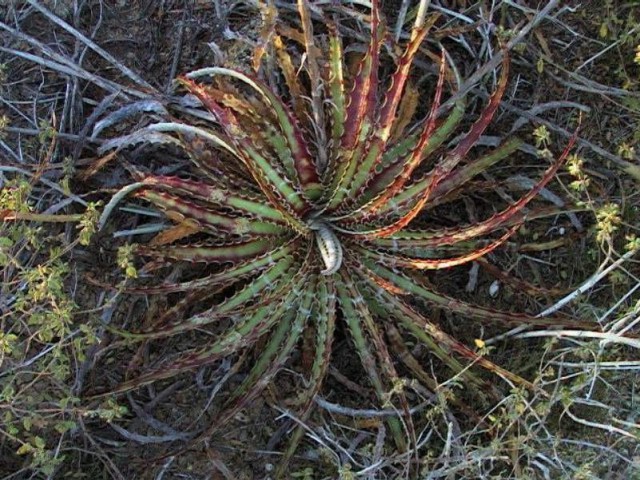 Гехтия гломерата (Hechtia glomerata) Гехтия гломерата (Hechtia glomerata)