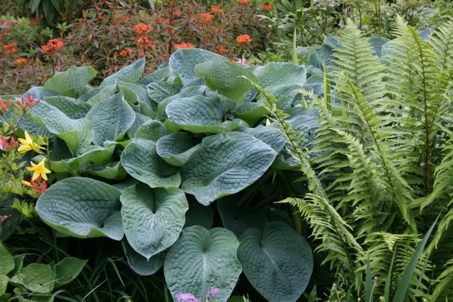 Хоста Зибольда (Hosta sieboldii) Хоста Зибольда (Hosta sieboldii)