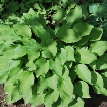 Хоста Малая (Hosta minor) Хоста Малая (Hosta minor)