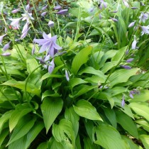 Хоста Ланцетолистная (Hosta lancifolia) Хоста Ланцетолистная (Hosta lancifolia)