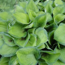 Хоста Подорожниковая (Hosta plantaginea) Хоста Подорожниковая (Hosta plantaginea)