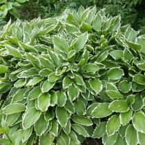 Хоста волнистая (Hosta undulata) Хоста волнистая (Hosta undulata)