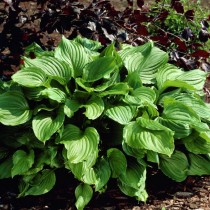 Хоста Вздутая (Hosta ventricosa) Хоста Вздутая (Hosta ventricosa)