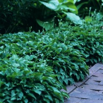 Хоста Красивая (Hosta venusta) Хоста Красивая (Hosta venusta)