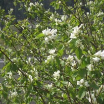 Ирга ольхолистная (Amelanchier alnifolia) Ирга ольхолистная (Amelanchier alnifolia)