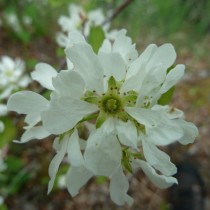 Ирга обильноцветущая (Amelanchier florida) Ирга обильноцветущая (Amelanchier florida)