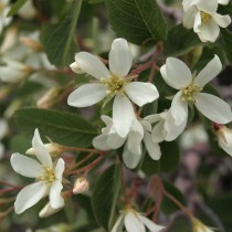 Ирга ютская (Amelanchier utahensis) Ирга ютская (Amelanchier utahensis)