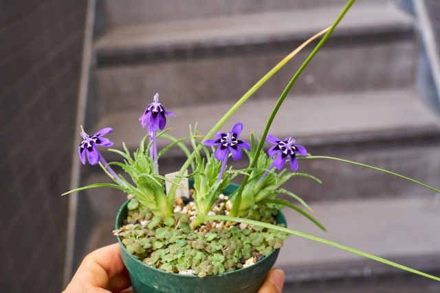 Лаперузия ореогена (Lapeirousia oreogena) Лаперузия ореогена (Lapeirousia oreogena)