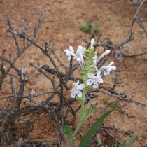 Лаперузия пирамидальная (Lapeirousia pyramidalis) Лаперузия пирамидальная (Lapeirousia pyramidalis)