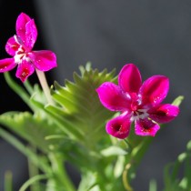 Лаперузия смолевковидная (Lapeirousia silenoides) Лаперузия смолевковидная (Lapeirousia silenoides)