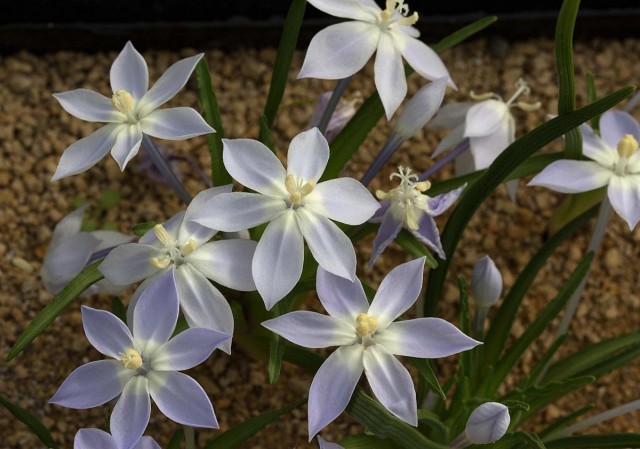 Лаперузия горная (Lapeirousia montana) Лаперузия горная (Lapeirousia montana)