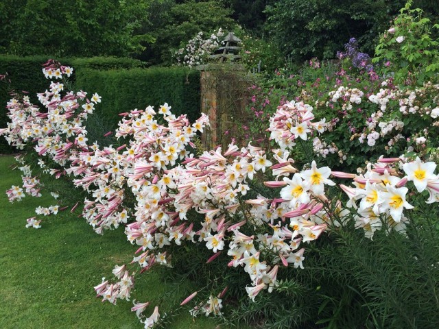 Выбор правильного места для лилий в саду - залог их красоты и здоровья на многие годы