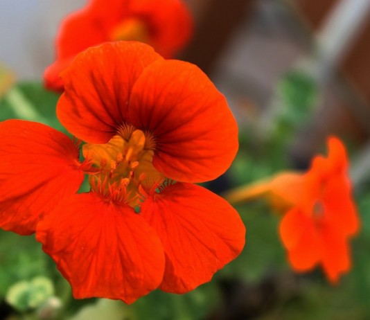 Цветок настурции