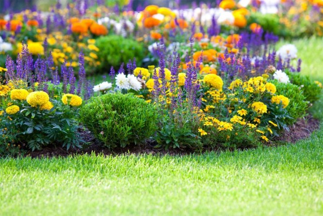 Расположенные на газоне одиночные клумбы способны преобразить атмосферу сада 