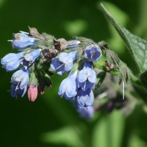 Окопник жесткий (Symphytum asperum) Окопник жесткий (Symphytum asperum)