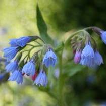 Окопник кавказский (Symphytum caucasicum) Окопник кавказский (Symphytum caucasicum)