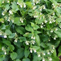 Окопник крупноцветковый (Symphytum grandiflorum) Окопник крупноцветковый (Symphytum grandiflorum)